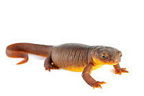 Northern Roughskin Newt (Taricha granulosa) against white background. Captive, occurs in the USA, and Canada.