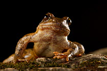Balkan stream frog (Rana graeca) Macedonia.