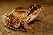 Agile frog (Rana dalmatina) Macedonia.