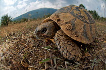 Hermann's tortoise (Testudo hermanni) wide angle view, Macedonia