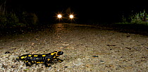 Fire Salamander (Salamandra salamandra) crossing the road with car approaching, France. November.