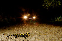 Fire Salamander (Salamandra salamandra) crossing the road with car approaching, France. November.