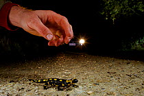 Man about to pick up a Fire Salamander (Salamandra salamandra) that is crossing the road with a car approaching, France. November.