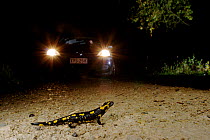 Fire Salamander (Salamandra salamandra) crossing the road with car approaching. France. November 2012