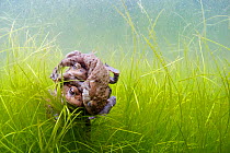 Common toads (Bufo bufo) in mating ball underwater, Belgium, March.