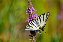Scarce Swallowtail (Iphiclides podalirius) on a flower, France, July.