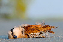 Red-backed Shrike (Lanius collurio) road kill, France, July.