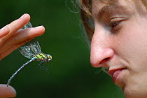 Girl holding Southern hawker (Aeshna cyanea) by the wings, Slovenia. September 2006. Model released.