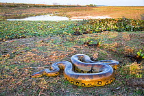 Giant Anaconda (Eunectes murinus) Hato El Cedral, Llanos, Venezuela.