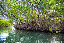 Red Mangrove (Rhizophora mangle) trees, Morrocoy National Park, Venezuela. February 2014.