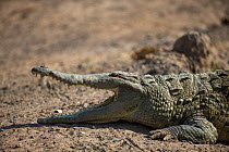 Orinoco Crocodile (Crocodylus intermedius) female basking on the river bank, possibly to develop her eggs. El Cedral, Llanos, Venezuela. Critically endangered species.