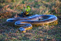 Giant Anaconda (Eunectes murinus) Hato El Cedral, Llanos, Venezuela.
