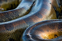 Giant Anaconda (Eunectes murinus) close up of body, Hato El Cedral, Llanos, Venezuela.