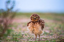 Burrowing Owl (Athene cunicularia) portrait with feathers fluffed up, Hato El Cedral. Llanos. Venezuela.