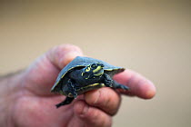 Giant South American turtle (Podocnemis expansa) baby held in human hand. Adults are the largest river turtle in South America. Captive babies in a Breeding and Re-introduction Center , at Hato El Ced...