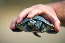 Giant South American turtle (Podocnemis expansa) baby held in human hand. Captive  in a Breeding and Re-introduction Center , at Hato El Cedral. Llanos. Venezuela.