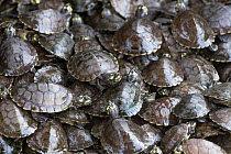 Giant South American turtle (Podocnemis expansa) captive babies in a Breeding and Re-introduction Center, at Hato El Cedral. Llanos. Venezuela.