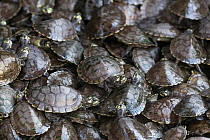 Giant South American turtle (Podocnemis expansa) captive babies in a Breeding and Re-introduction Cente, at Hato El Cedral. Llanos. Venezuela.