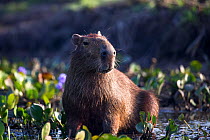 Capybara (Hydrochoeris hydrochaeris) Hato El Cedral, Llanos, Venezuela.