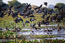 Mixed flock of White-faced Whistling Duck (Dendrocygna viduata), Black-bellied Whistling-duck (Dendrocygna autumnalis), Black-necked Stilts (Himantopus mexicanus) taking off the shallow water of Hato...
