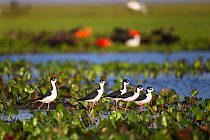 Black-necked stilts (Himantopus mexicanus) in the swamps of Hato El Cedral, Llanos, Venezuela.