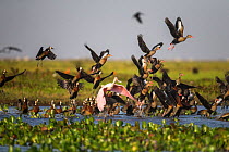 Mixed flock of White-faced Whistling Duck (Dendrocygna viduata), Black-bellied Whistling-duck (Dendrocygna autumnalis) and Roseate Spoonbill (Ajaia ajaia) taking off the shallow water of Hato El Cedra...