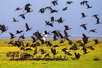Flock of Bare-Faced Ibis (Phimosus infuscatus) taking off, Llanos, El Cedral, Venezuela.