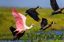 Roseate Spoonbill (Ajaia ajaia) and White-faced Whistling Duck (Dendrocygna viduata) taking off the shallow water of Hato El Cedral, Llanos, Venezuela.