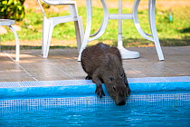 Capybara (Hydrochoerus hydrochaeris) drinking water from a swimming pool. Hato El Cedral, Llanos, Venezuela.