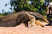 Photographer taking photos of Giant anteater (Myrmecophaga tridactyla) Hato El Cedral. Llanos, Venezuela.