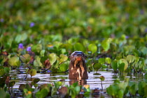 Giant otter (Pteronura brasiliensis) in wetland, Hato El Cedral, Venezuela.