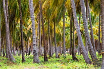 Coconut plantation (Cocos nucifera) on Caribbean Coast. Venezuela, February 2014.