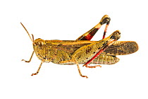 Grasshopper (Aiolopus strepens) Santa Giulia, Liguria, Italy, February. meetyourneighbours.net project
