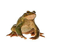 Common toad (Bufo bufo) Genova, Liguria, Italy, February. meetyourneighbours.net project