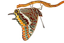 Two-tailed Pasha (Charaxes jasius) hanging from branch, Italy, March. meetyourneighbours.net project