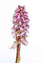 Giant Orchid (Himantoglossum robertianum) Italy, February. meetyourneighbours.net project