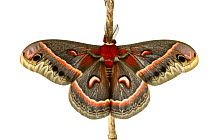 Silk moth (Hyalophora Cecropia) Italy, March meetyourneighbours.net project