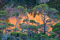Scots pine trees (Pinus sylvestris) in coastal forest, Sula Island, Solund municipality, Sogn og Fjordane, Norway. June 2012