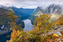 Geirangerfjorden in autumn, with yellow Downy birch (Betula pubescens) trees, Stranda municipality, More og Romsdal, Norway. September 2012