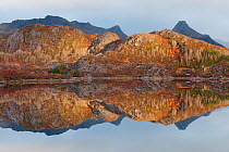 Reflections of a mountain landscape on surface of sea in  Austnes-fjord, near Svolvaer Airport. Austvagoy, Vagan municipality, Lofoten, Nordland, Norway. October 2012
