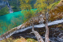 A branch  of the Seven Sisters (Dei Sju Systrene, De Syv Sostre) waterfalls, before falling into Geirangerfjorden. Skageflafossen on other side of fjord, with Downy birch (Betula pubescens) in foregro...