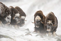 Musk ox (Ovibos moschatus) herd covered in snow, Dovrefjell-Sunndalsfjella National Park. Norway. March 2009