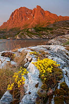 Goldmoss stonecrop (Sedum acre) with top of Tomskjevelen in background, Tomma Island, Nesna, Helgeland, Nordland, Norway, July 2009.