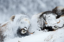 Musk ox (Ovibos moschatus) covered in snow in Dovrefjell National Park. Norway, March.