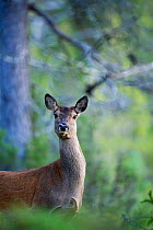 Red deer (Cervus elaphus) female, Norway. October.