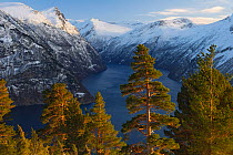 Sunnylvsfjorden and Geirangerfjorden in winter, with Scots pine trees (Pinus sylvestris) in foreground. Stranda, More og Romsdal, Norway. January 2012