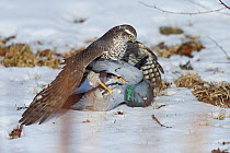 Sparrowhawk (Accipiter nisus) catching a Rock dove (Columba livia) Jakobsli, Sor-Trondelag, Norway, March.