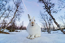 Mountain hare (Lepus timidus) portrait in winter coat in snow,, Vauldalen, Norway. May.