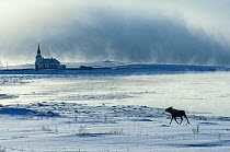 Moose (Alces alces) at Nesseby church in Arctic sea mist. Nesseby, Varanger-peninsula, Finnmark, Norway. March 2006