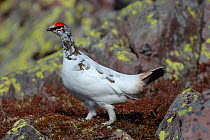 Ptarmigan (Lagopus muta) male in mid moult from winter to summer plumage, Norway, March.